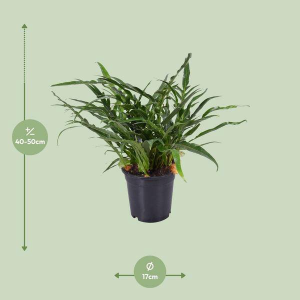 Schlangenhautfarn - Aglaomorpha coronans - Zimmerpflanze - Ø17cm - ↕45cm