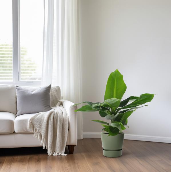 Bananenbaum Musa 'Oriental Dwarf' – Zwergbanane – Zimmerpflanze – Ø12cm – 35cm Höhe – tropisch & pflegeleicht