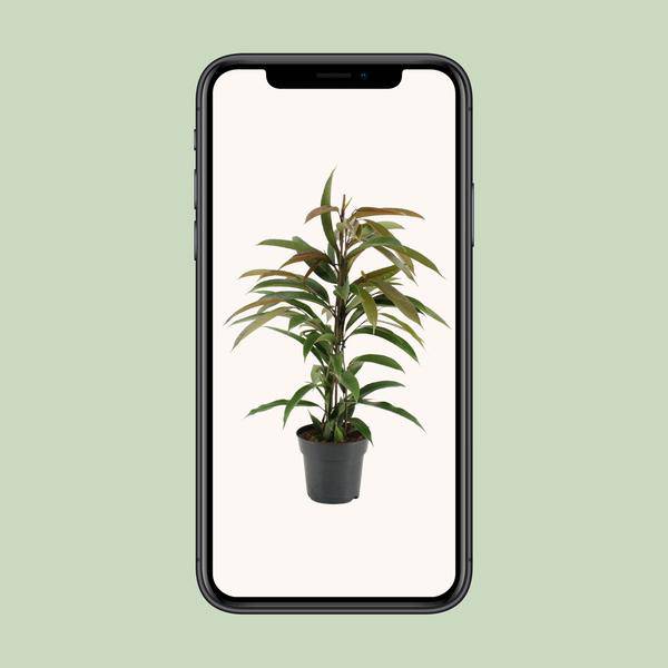Gummibaum - Ficus Binnendijkii Amstel King - Zimmerpflanze - Ø17cm - ↕70cm