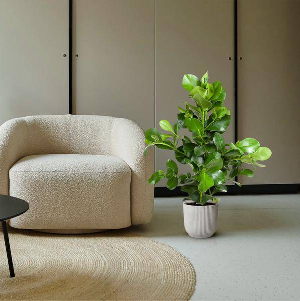 Balsamapfel – Clusia Rosea 130cm – Ø24cm – Zimmerpflanze mit dichten glänzenden Blättern – Robuste pflegeleichte Grünpflanze für Wohnzimmer, Büro & Wintergarten