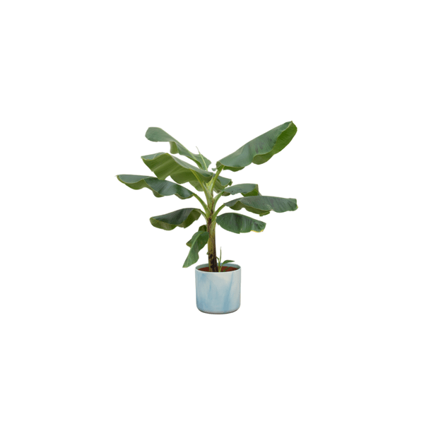 Bananenpflanze - Musa - Ø22cm - ↨100cm + Topf Ocean Atlantikblau