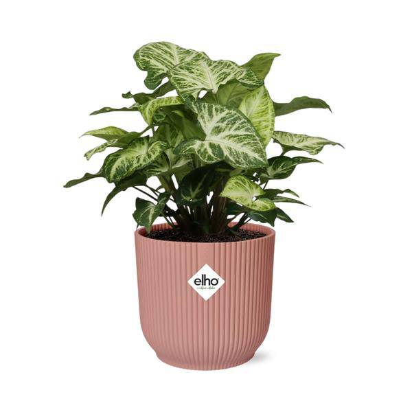 Purpurtute - Syngonium Arrow - Zimmerpflanze + Topf Vibes Fold 14cm Rosa