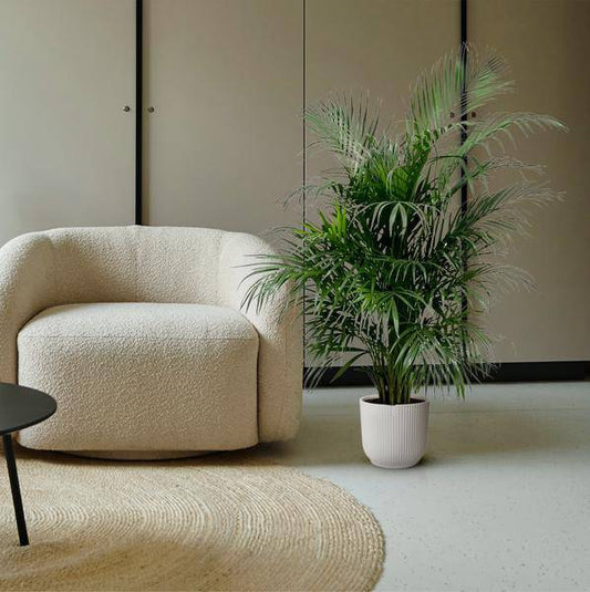 Goldfruchtpalme – Dypsis Lutescens – Areca-Palme – Zimmerpflanze 150cm – Ø24cm – Tropische Grünpflanze mit eleganten Wedeln – Exklusive Kübelpflanze für Wohnzimmer, Büro & Balkon – Pflegeleicht