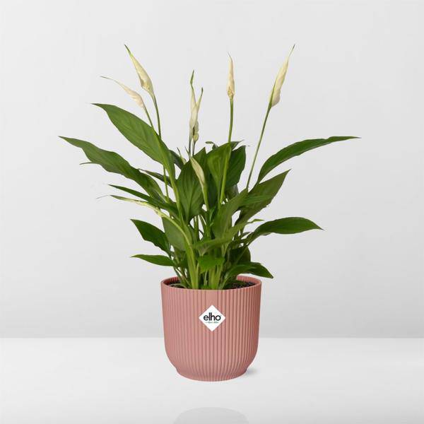 Einblatt - Spathiphyllum Torelli - Zimmerpflanze - 12cm + Topf Vibes Fold 14cm Rosa