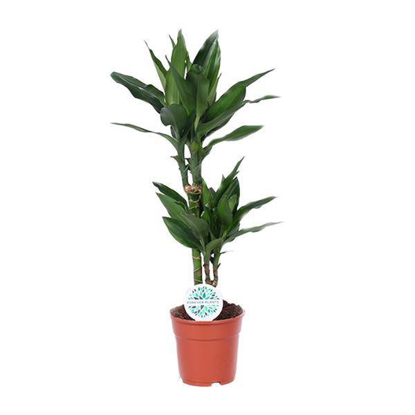 Drachenbaum - Dracaena Janet Lind - Zimmerpflanze - Ø17cm - ↕70cm