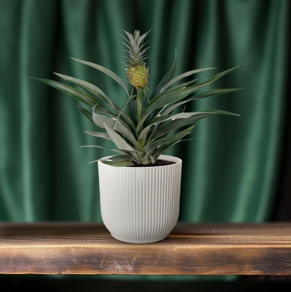 Ananaspflanze – Bromelia Ananas – tropische Zimmerpflanze – Ø12cm Topf – ca. 30 cm hoch – pflegeleicht & dekorativ