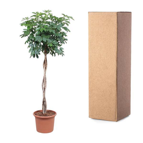 Strahlenaralie - Schefflera Arboricola Compacta - Zimmerpflanze - 190cm - ø40cm