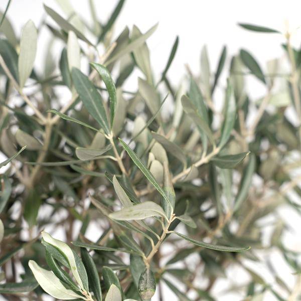 Olivenbaum - Olea - Zimmerpflanze - Ø19cm - ↕90cm