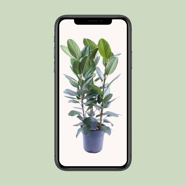 Banyanbaum - Ficus Audrey - Zimmerpflanze - Ø27cm - ↕105cm - 3 Stück