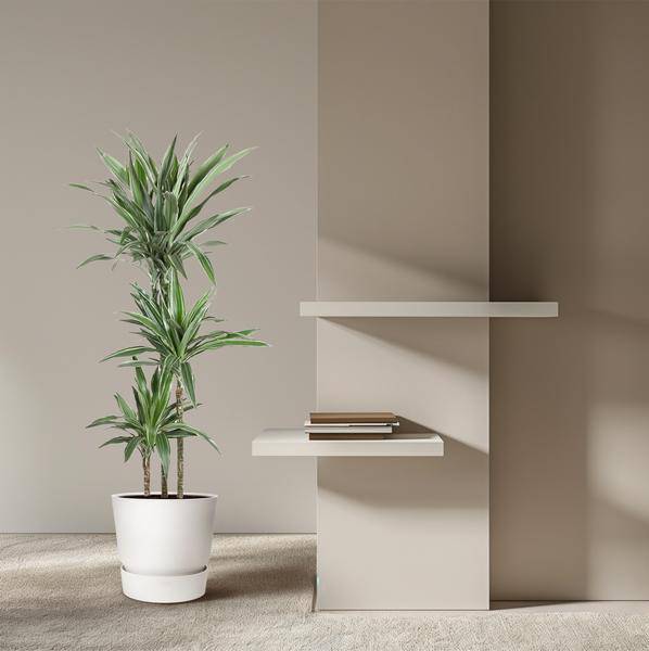 Drachenbaum - Dracaena Warneckei - Zimmerpflanze - 140cm - ø27cm