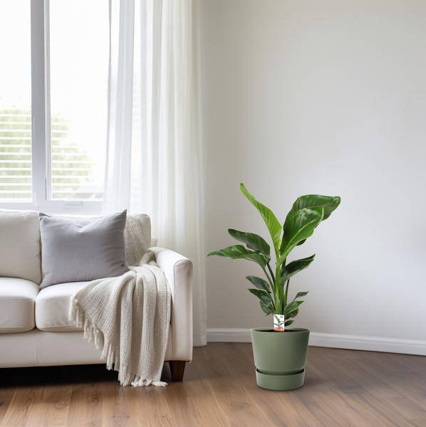 Baum-Strelitzie - Strelitzia Nicolai - Zimmerpflanze - Ø17cm - ↕70cm