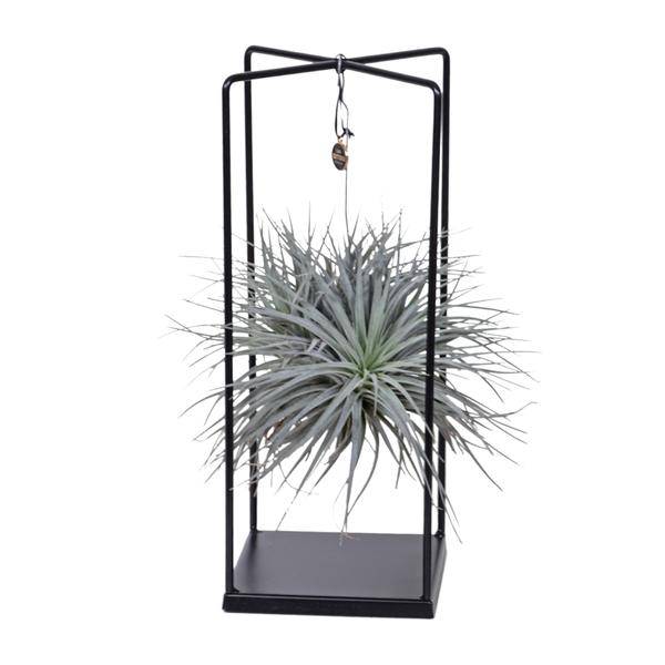 Luftpflanze -Tillandsia Mix - Zimmerpflanze - Ø20cm - ↕20cm