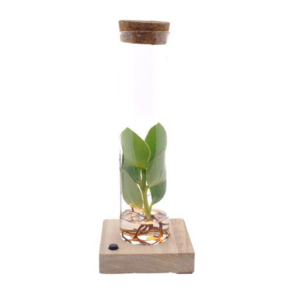 Clusia Im Röhrenglas + LED - Ø5cm - ↕10cm