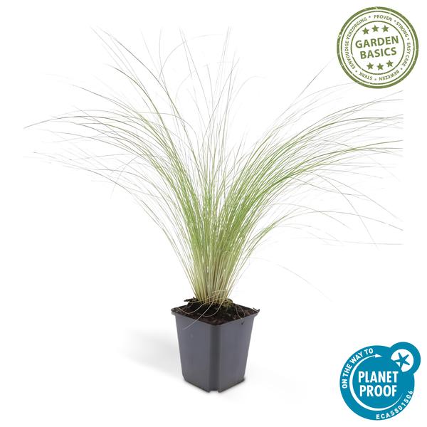 Stipa tenuissima 'Pferdeschwänze' – 40 Pflanzen – Federgras – Ziergras – Luftig & Graziles Gras – Blüht Mai–September – Sonniger Standort