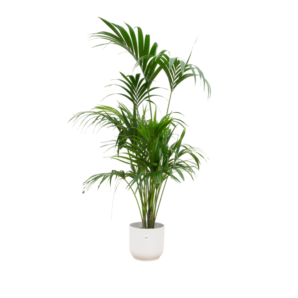 Kentiapalme – Howea forsteriana – Zimmerpflanze – 180cm hoch – Ø30cm inkl. Vibes Fold Topf Weiß – Elegante Palme für Wohnzimmer, Büro & Wintergarten – Tropische Luftreiniger-Pflanze