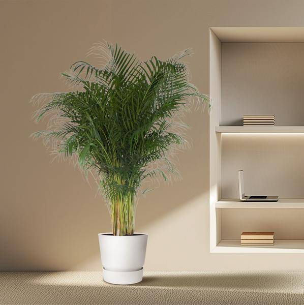 Goldfruchtpalme – Dypsis Lutescens – Areca-Palme – Zimmerpflanze – 200 cm hoch – Ø34 cm Topf – Tropisches Grün für Wohnzimmer & Büro – Luftreinigend & pflegeleicht