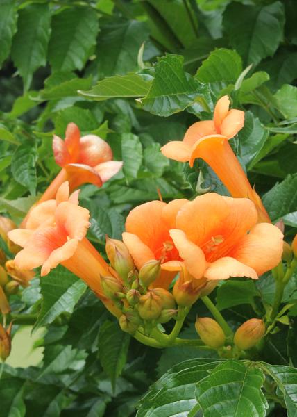 Trompetenblume Orange - Campsis Indian Summer - Ø15cm - ↕65cm