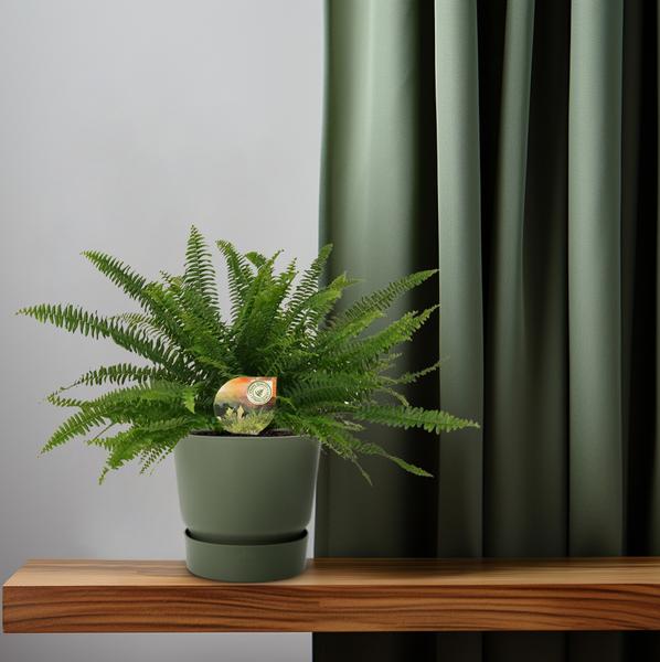 Schwertfarn - Nephrolepis Green Lady - Zimmerpflanze - Ø17cm - ↕40cm