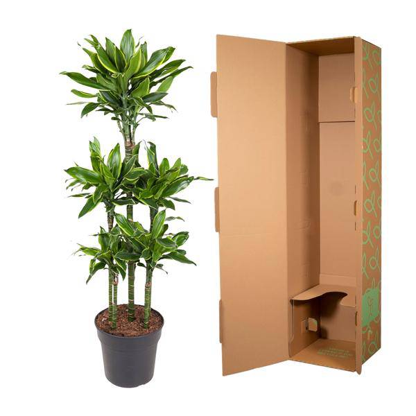 Drachenbaum - Dracaena Golden Coast Karussell - Zimmerpflanze - 150 cm - ø31cm