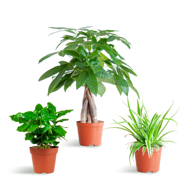 Haustierfreundliches Pflanzset – Zimmerpflanzen Mix – Ø12cm – Ungiftig für Katzen & Hunde – 3 Pflanzen-Set – Für Kinder und Haustiere geeignet
