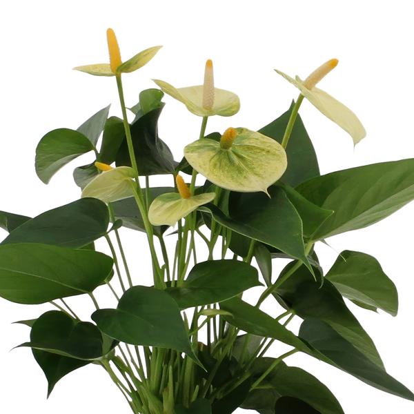 Flamingoblume - Anthurium andreanum Vanille - Zimmerpflanze + Korb Pure - 45cm - Ø12cm