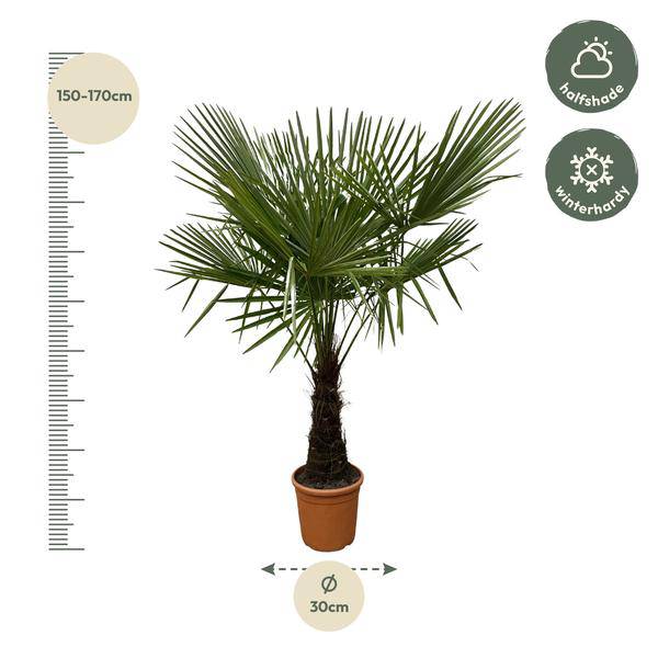 Hanfpalme – Trachycarpus 180cm – Ø30cm – Immergrüne Palme mit fächerförmigen Blättern – Exotische Kübelpflanze für Garten, Terrasse, Balkon & Innenbereich – Pflegeleicht