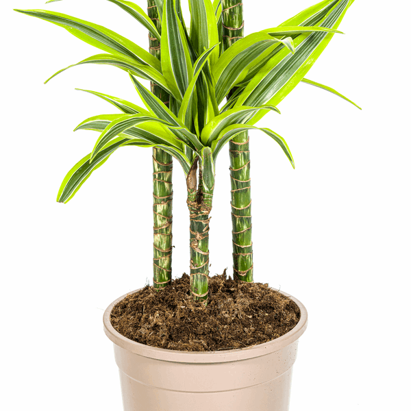 Dracaena Deremensis Zitronenlimette Ø24cm - ↕130 - 150cm