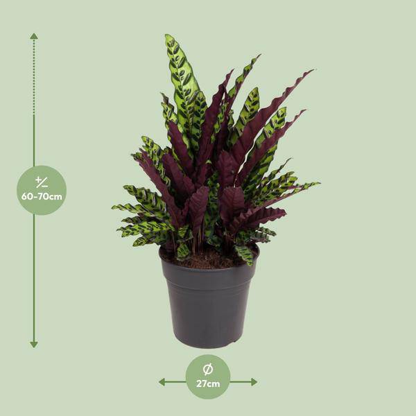 Korbmarante Calathea Lancifolia – Zimmerpflanze – Ø27cm – ↕70cm – Tropische Zimmerpflanze mit exotischem, schlangenähnlichem Blattmuster – Für Halbschatten & indirektes Licht