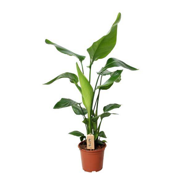 Baum-Strelitzie - Strelitzia Nicolai - Zimmerpflanze - Ø19cm - ↕90cm