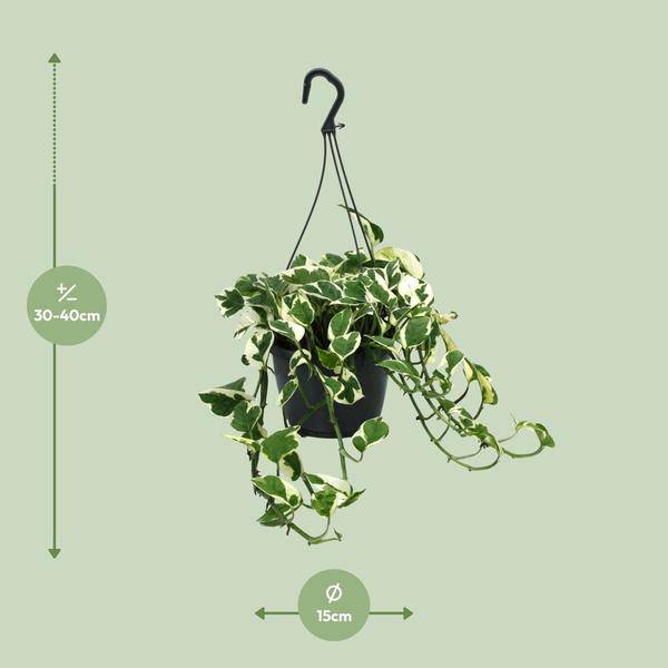 Gefleckte Efeutute - Scindapsus Epipremnum N'Joy - Zimmerpflanze - Ø15cm - ↕35cm