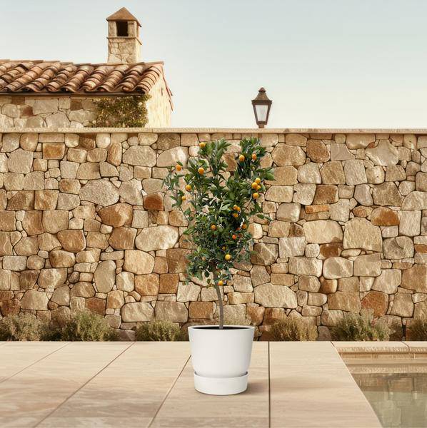 Orangenbaum - Zwergorange - Citrus Calamondin - 200cm - ø40cm
