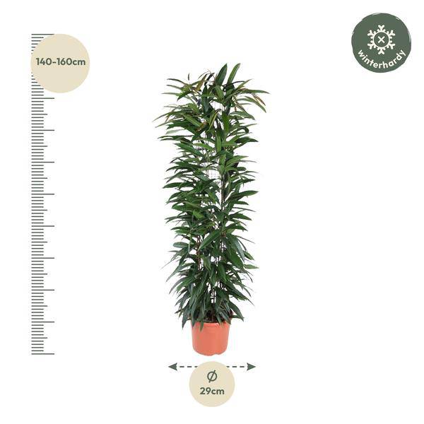 Schmalblättrige Birkenfeige – Ficus Alii King 150cm – Ø29cm – Zimmerpflanze mit langen dunkelgrünen Blättern – Elegante Dekopflanze für Wohnzimmer, Büro & Wintergarten – Pflegeleicht