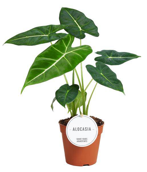 Alocasia Frydek – Pfeilblatt – Elefantenohr – Exotische Zimmerpflanze mit pfeilförmigen Blättern – Ø12cm – ↕35cm