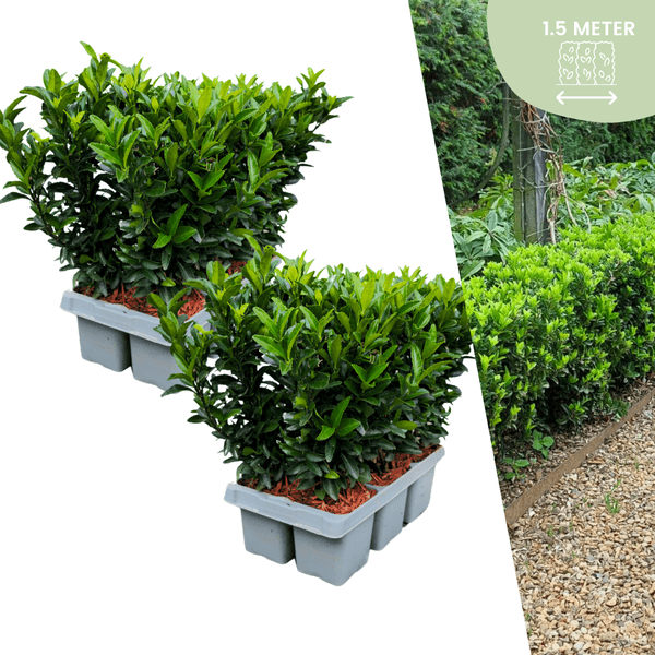 Euonymus 'Green Spire' - Japanischer Spindelstrauch - Ø7cm - ↕15cm - 12 Stück