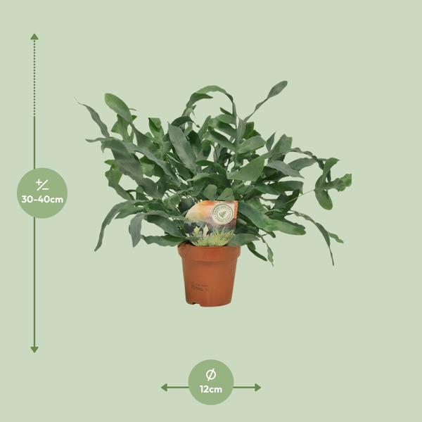 Tüpfelfarn – Phlebodium Blue Star – Ø12cm – 35cm hoch – Zimmerpflanze – Dekorativ & Robust