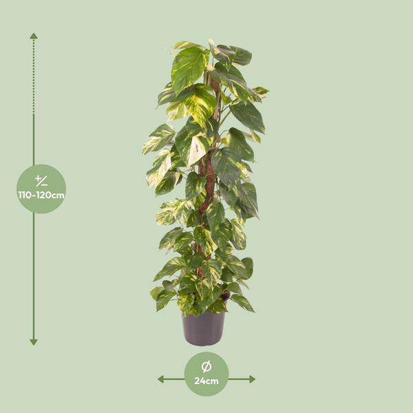 Efeutute Epipremnum Pinnatum – Zimmerpflanze – Ø24cm – ↕120cm – Goldene Efeutute mit herzförmigen Blättern – Luftreinigende & pflegeleichte Zimmerpflanze