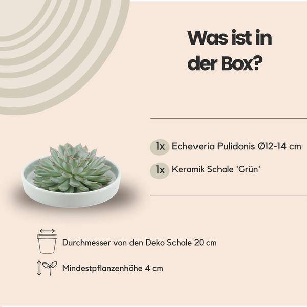 Sukkulente - Echeveria Pulidonis in Schale 'Grün' - Zimmerpflanze - Ø20cm - ↕5cm