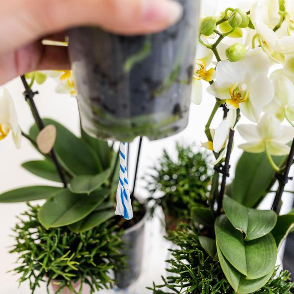 Einlage mit Wasserreservoir für Orchideenschale – Bewässerungssystem für Kolibri-Orchideen – 1x12cm + 2x9cm Töpfe – inkl. WaterWicks – Ø25cm – Ideal für Schilf- und Baumwollkörbe