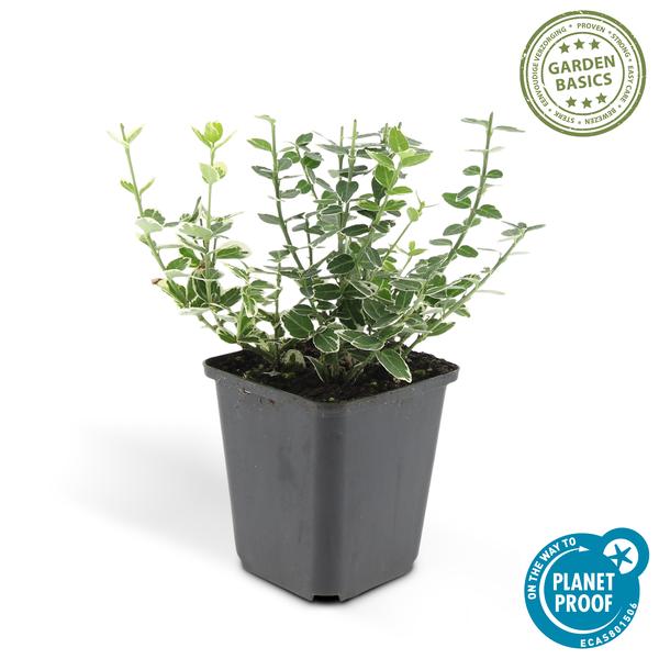 Kletter-Spindelstrauch - Euonymus 'Emerald 'n Gaity' - ↕10-25cm - Ø9cm - 20 Stück