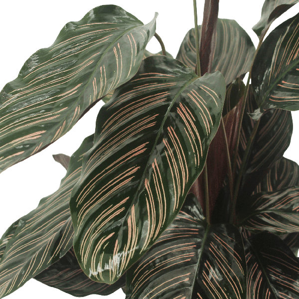 Pfauenpflanze - Calathea Ornata - Zimmerpflanze - 50cm - ø14cm - 2 Stück