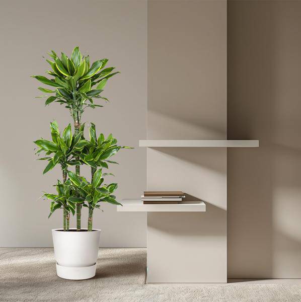 Drachenbaum - Dracaena Golden Coast Karussell - Zimmerpflanze - 150 cm - ø31cm