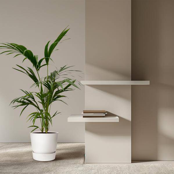 Kentia-Palme – Howea forsteriana – Exklusive Zimmerpalme – ↕130cm – Ø21cm – Tropische Grünpflanze für Wohnzimmer, Büro & Wintergarten – Elegante Palme mit dunkelgrünen Blättern