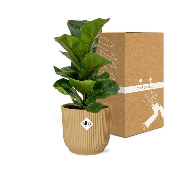 Ficus Lyrata 'Bambino' in ELHO Vibes Fold 14cm gelb