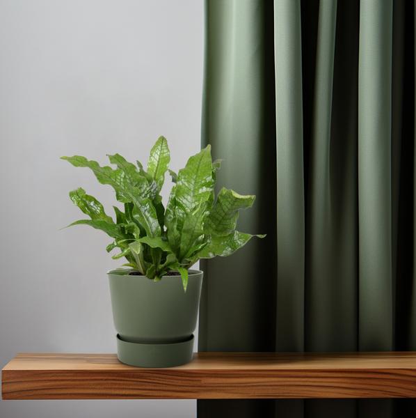 Krokodilfarn - Microsorum Crocodyllus - Zimmerpflanze - Ø12cm - ↕30cm