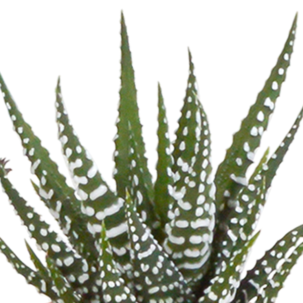 Sukkulenten Kaktus Mix - 5,5 cm - 15 Stück - Zimmerpflanze - im weißen Topf