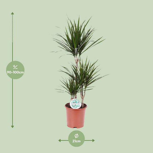 Drachenbaum Dracaena Marginata – Zimmerpflanze – Ø21 cm – 95-115 cm hoch – Halbschatten – Pflegeleicht – Wohnraumbegrünung
