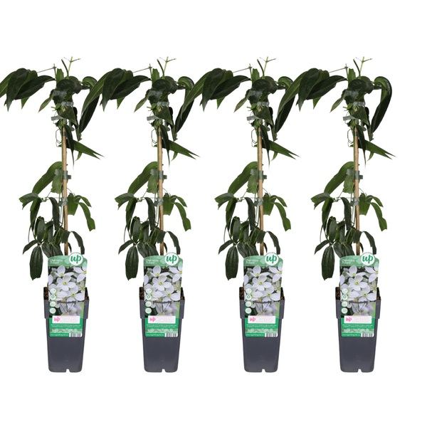 Clematis armandii Armands Waldrebe 4 Pflanzen – Immergrüne Kletterpflanze – Ø15cm ↕65cm – Duftende weiße Blüten im Frühling – Rankpflanze für Garten, Zaun & Pergola