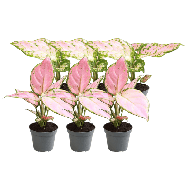 Kolbenfaden Aglaonema Mix – 6er Set Zimmerpflanzen – 3x Aglaonema Rote Valentine & 3x Aglaonema Roter Zirkon – Pflegeleicht & dekorativ