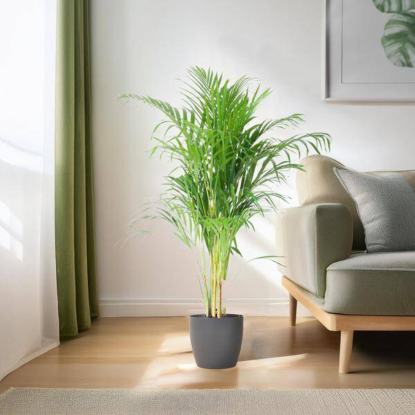 Areca-Palme Dypsis Goldfruchtpalme – Zimmerpflanze ↕100cm Ø21cm – Mit biologisch abbaubarem Viber-Topf Grau – Luftreinigende Tropenpflanze für Wohnzimmer & Büro