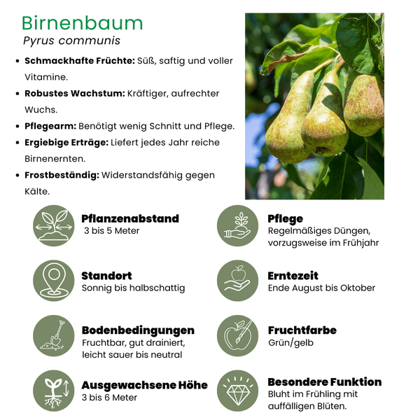 Bio Birnenbaum – Pyrus – Ø20 cm – ca. 60 cm hoch – Obstbaum für Garten & Balkon – pflegeleicht & gesund